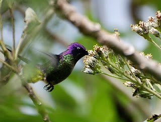 Purple-Mantled Thornbill Male