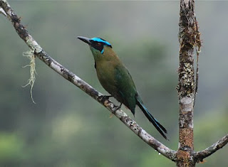 Highland Motmot