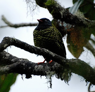 Barred Fruiteater Male