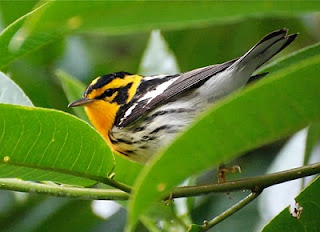 Blackburnian Warbler