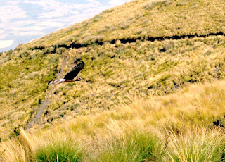 Cinerous Harrier