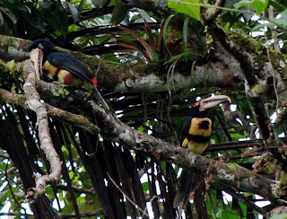 Pale-Mandibled Aracari