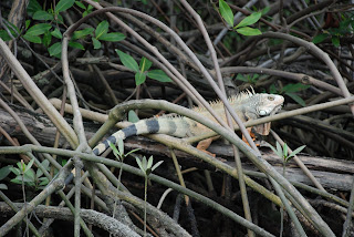 Iguana