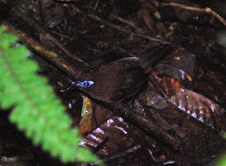 Immaculate Antbird
