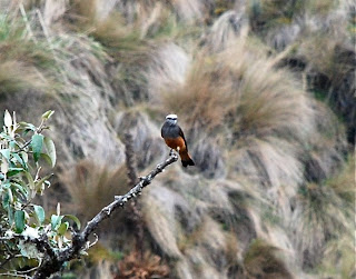 Red-Rumped Bush-Tyrant