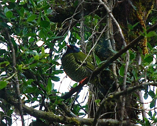 Barred Fruiteater