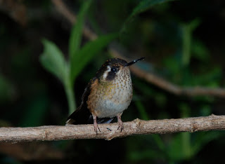 Speckled Hummingbird