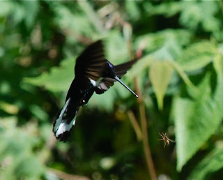 Collared Inca Male