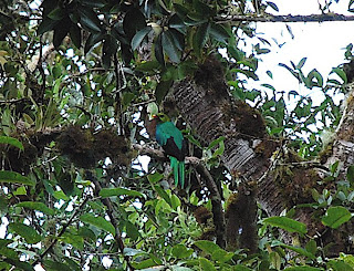 Golden-Headed Quetzal Male