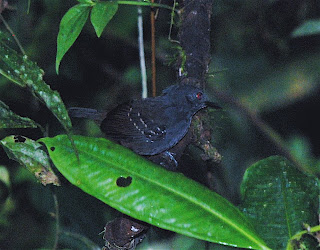 Esmeraldas Antbird Male
