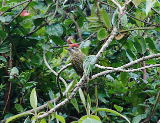 Bar-Bellied Woodpecker