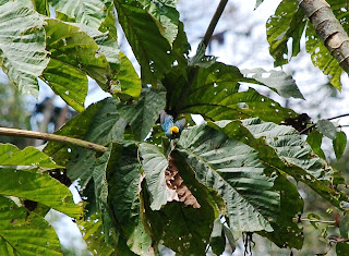 Saffron-Crowned Tanager
