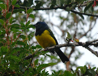 Black-Chested Mountain-Tanager