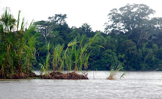 Cocoi Heron