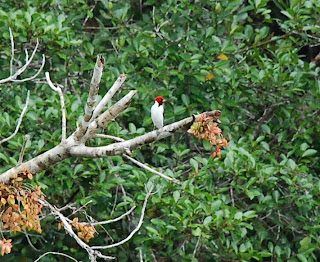 Red-Capped Cardinal