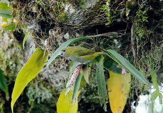 White-Lored Euphonia Female