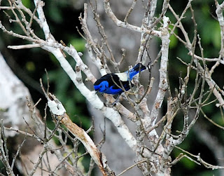 Opal-Rumped Tanager