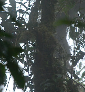 Greater Scythebill Adult and Juvenile