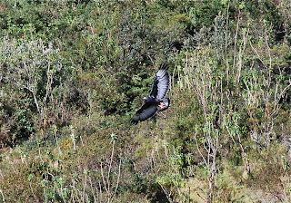 Variable Hawk