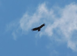 Andean Condor