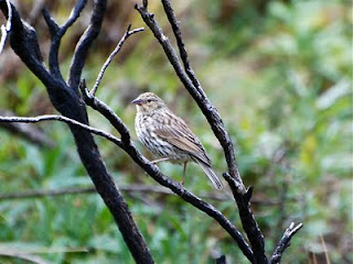 Plumbeous Sierra-Finch Female