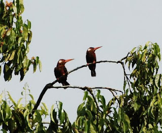 White-Eared Jacamar