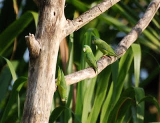 Blue-Winged Parrotlet Male and Females