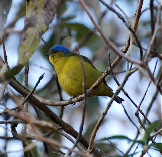 Golden-Rumped Euphonia Female