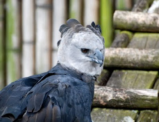 Harpy Eagle Female