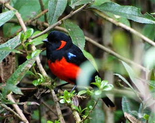 Scarlet-Bellied Mountain-Tanager