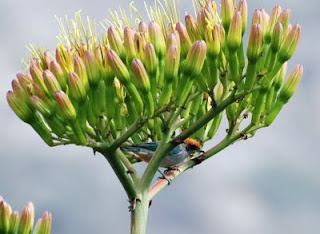 Scrub Tanager