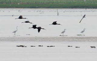 Glossy Ibis