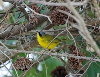 Black-Lored Yellowthroat Male
