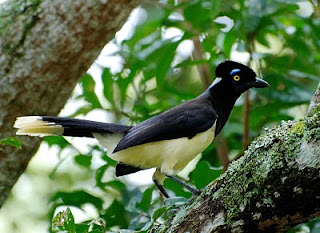 Plush-Crested Jay