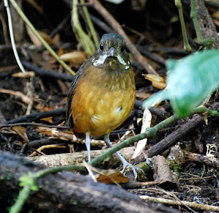 Moustached Antpitta