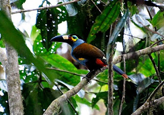 Plate-Billed Mountain-Toucan