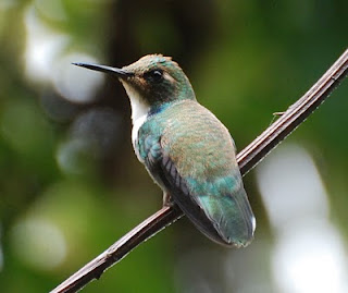 Wedge-Billed Hummingbird Female