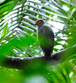 Lined Forest-Falcon