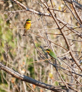Little Bee-Eater