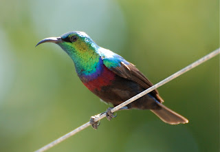 Purple-Banded Sunbird Male