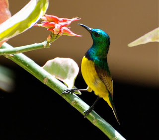 Collared Sunbird Male