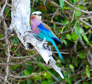 Lilac-Breasted Roller