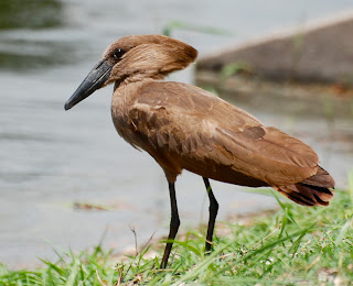 Hamerkop