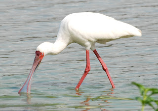 African Spoonbill