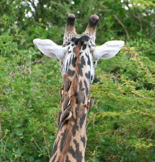 Red-Billed Oxpecker