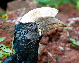 Silvery-Cheeked Hornbill