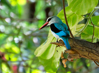 Woodland Kingfisher