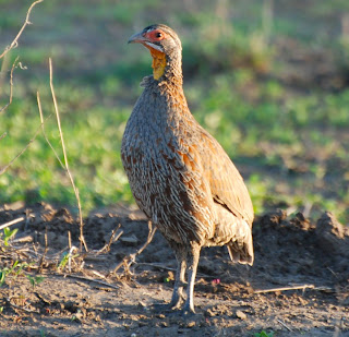 Grey-Breasted Spurfowl