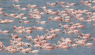 Lesser Flamingo