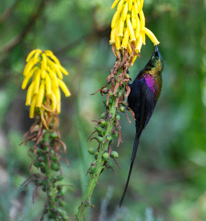 Tacazze Sunbird